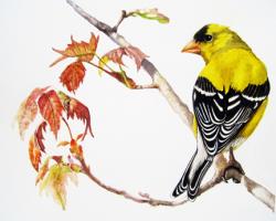 American Goldfinch watercolor portrait