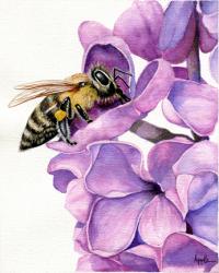 Honey Bee and Lilacs 