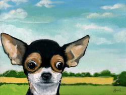 What's Going On? - Chihuahua dog portrait