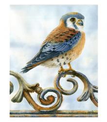 Young Kestral wildlife 