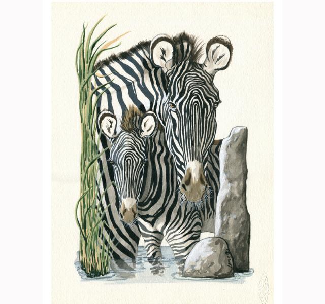 Zebra & Colt wildlife illustration portrait painting