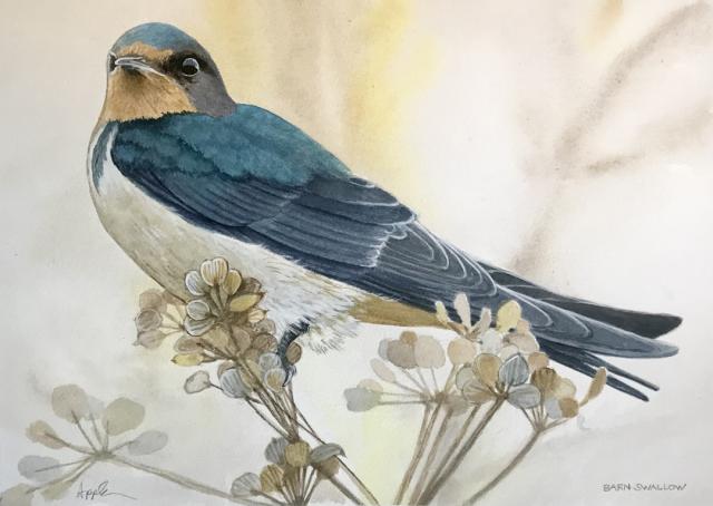 American Barn Swallow watercolor painting