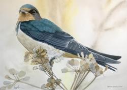 American Barn Swallow watercolor painting
